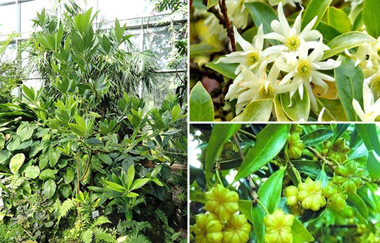 Đại Hồi (Hồi, Bát Giác Hồi Hương - Illicium verum H.)